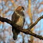 Bussard in der Nachmittagssonne