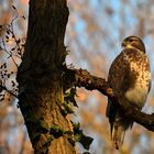 Bussard in der Nachmittagssonne II