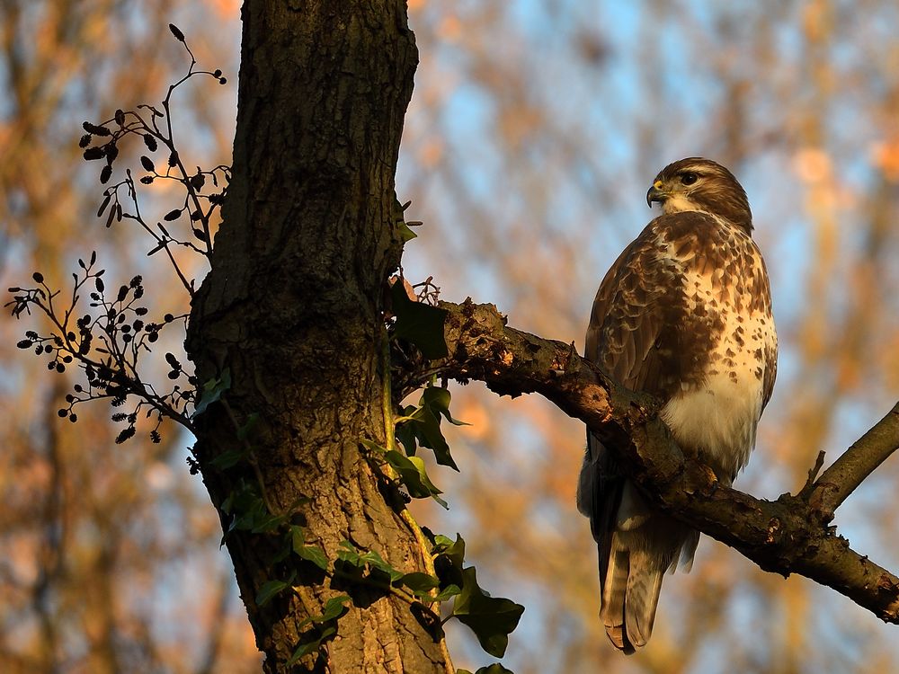 Bussard in der Nachmittagssonne II