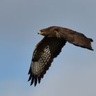 Bussard in der Rheinaue