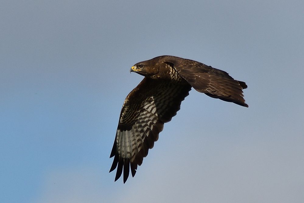 Bussard in der Rheinaue