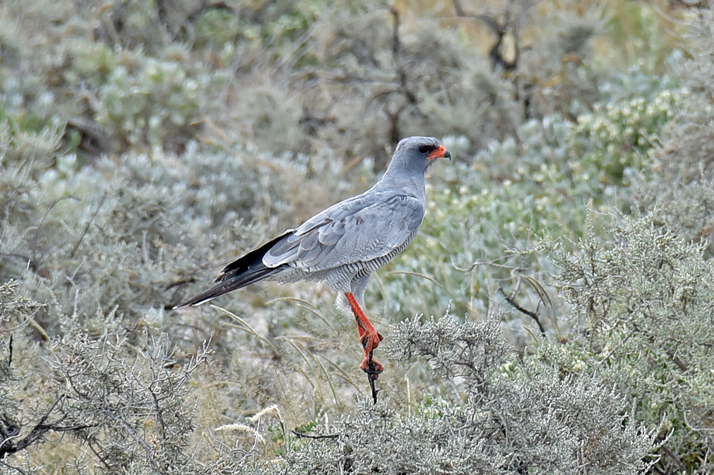 Bussard in Etosha