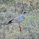 Bussard in Etosha