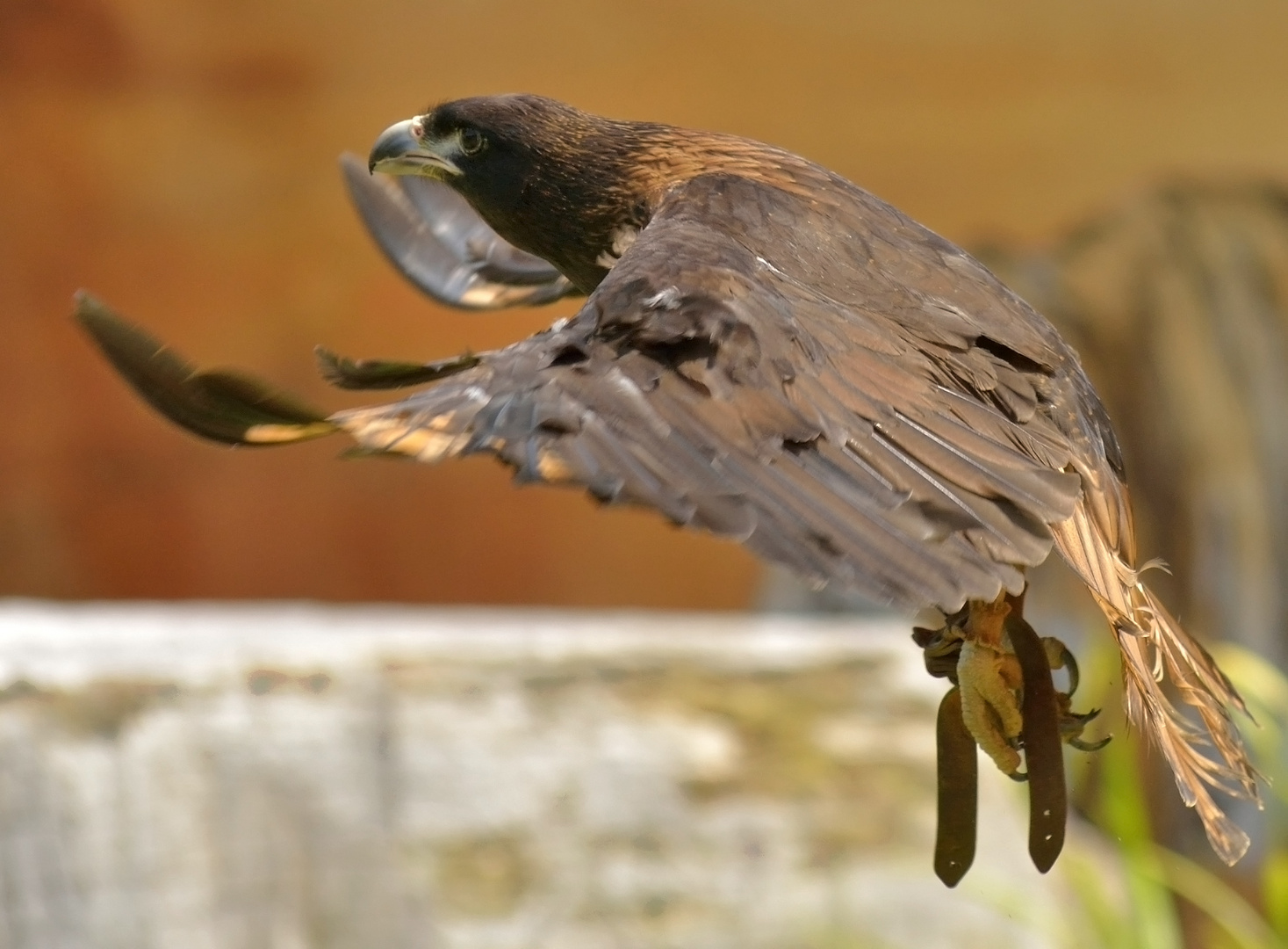 Bussard in Flug