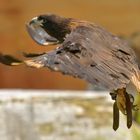 Bussard in Flug