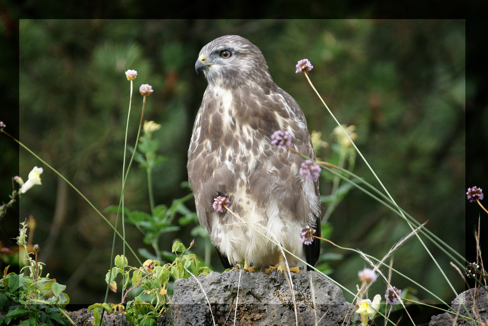 Bussard in freier Natur