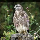 Bussard in freier Natur