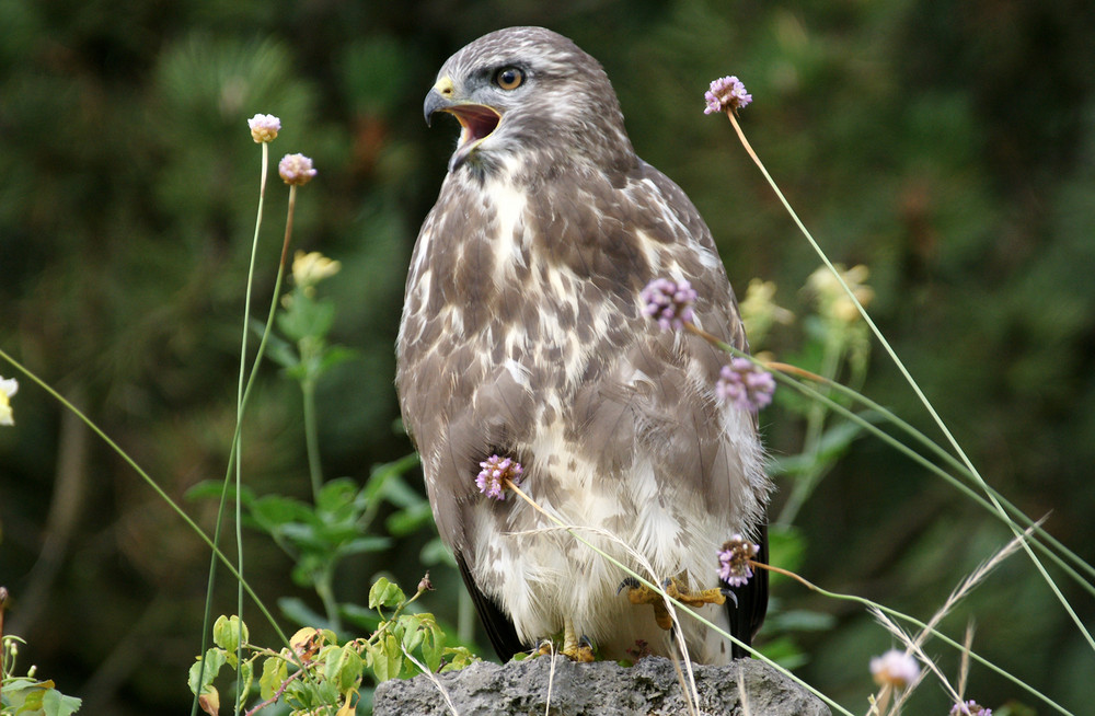 Bussard in freier Natur