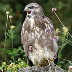 Bussard in freier Natur