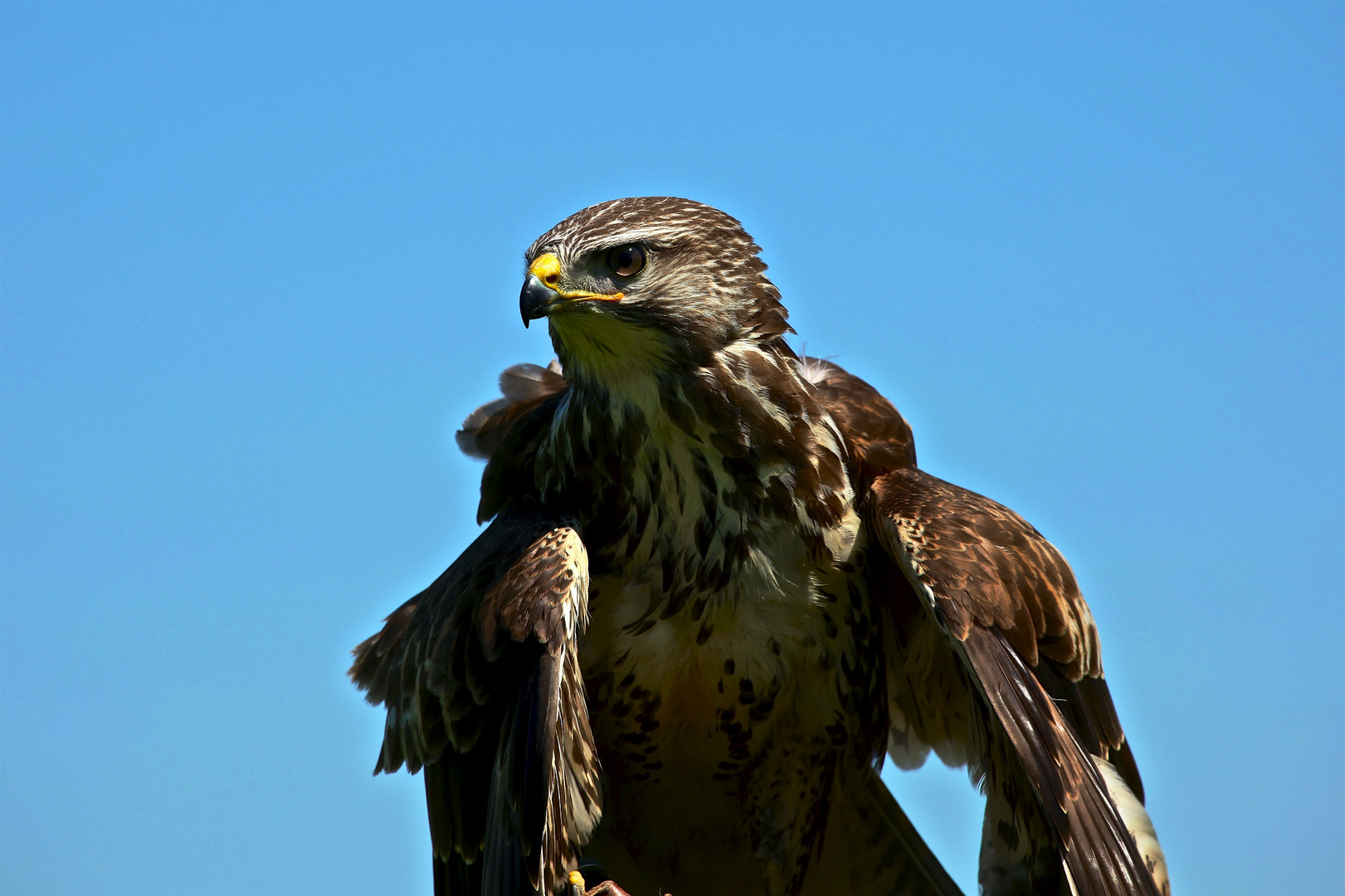 Bussard in Lauerstellung