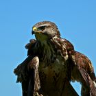 Bussard in Lauerstellung