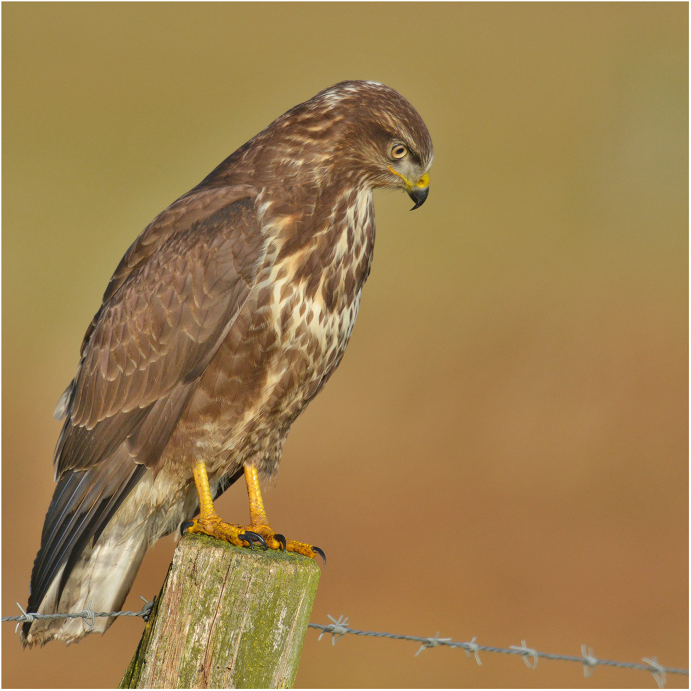 Bussard in Lauerstellung   . . .