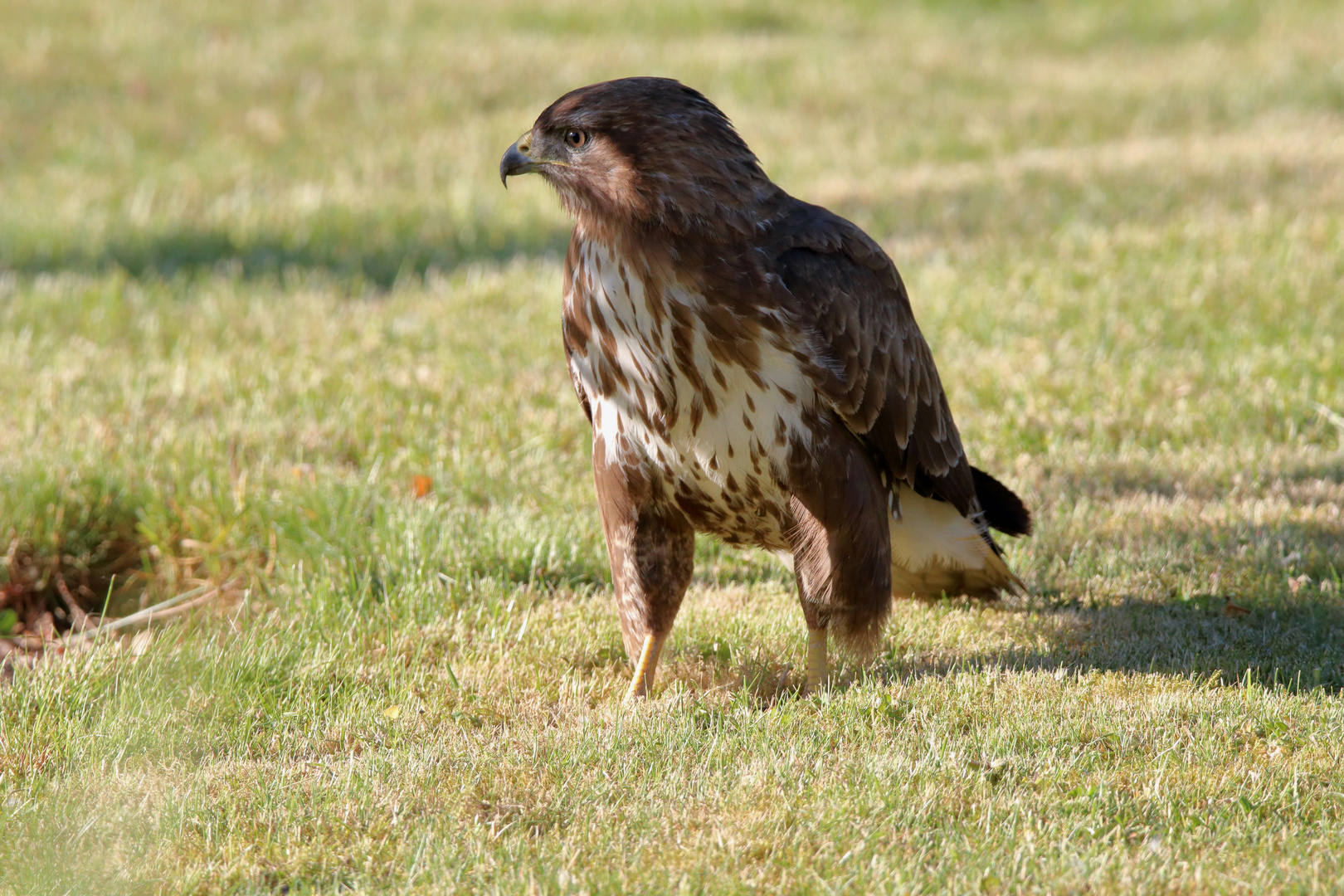 Bussard in Morgensonne