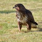 Bussard in Morgensonne