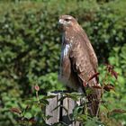 Bussard in Morgensonne