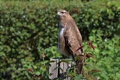 Bussard in Morgensonne