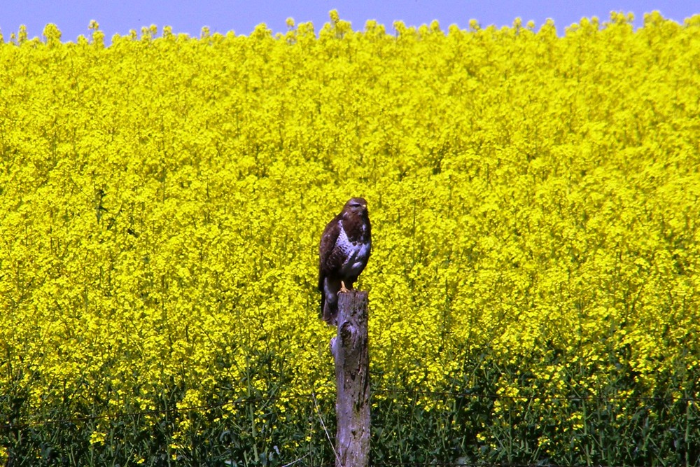 Bussard in Raps