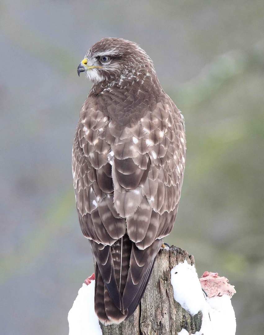 Bussard in Rückannsicht