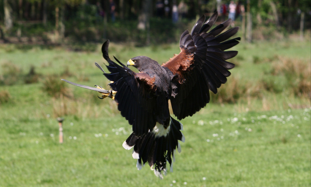 Bussard in Schräglage !