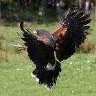 Bussard in Schräglage !