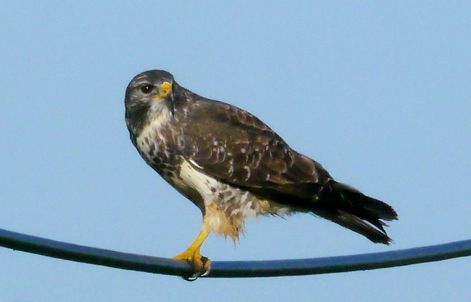 Bussard in seiner ganzen Pracht