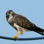 Bussard in seiner ganzen Pracht