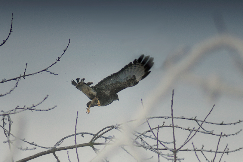 Bussard in Winter