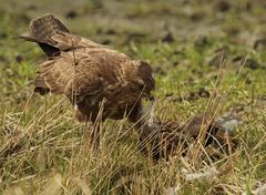 Bussard isst Bussard