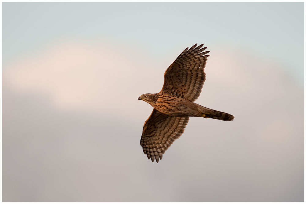 Bussard ist wohl falsch ist ein Habicht