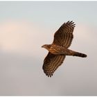 Bussard ist wohl falsch ist ein Habicht