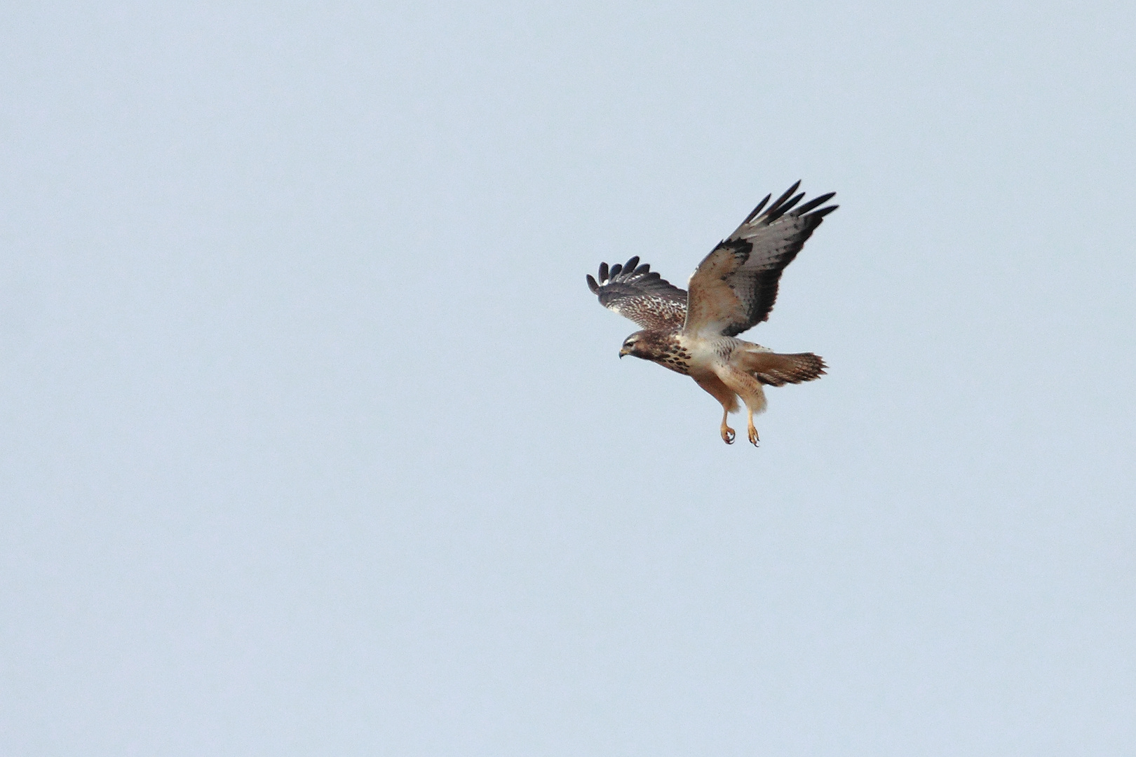 Bussard kämpft mit Windböhen