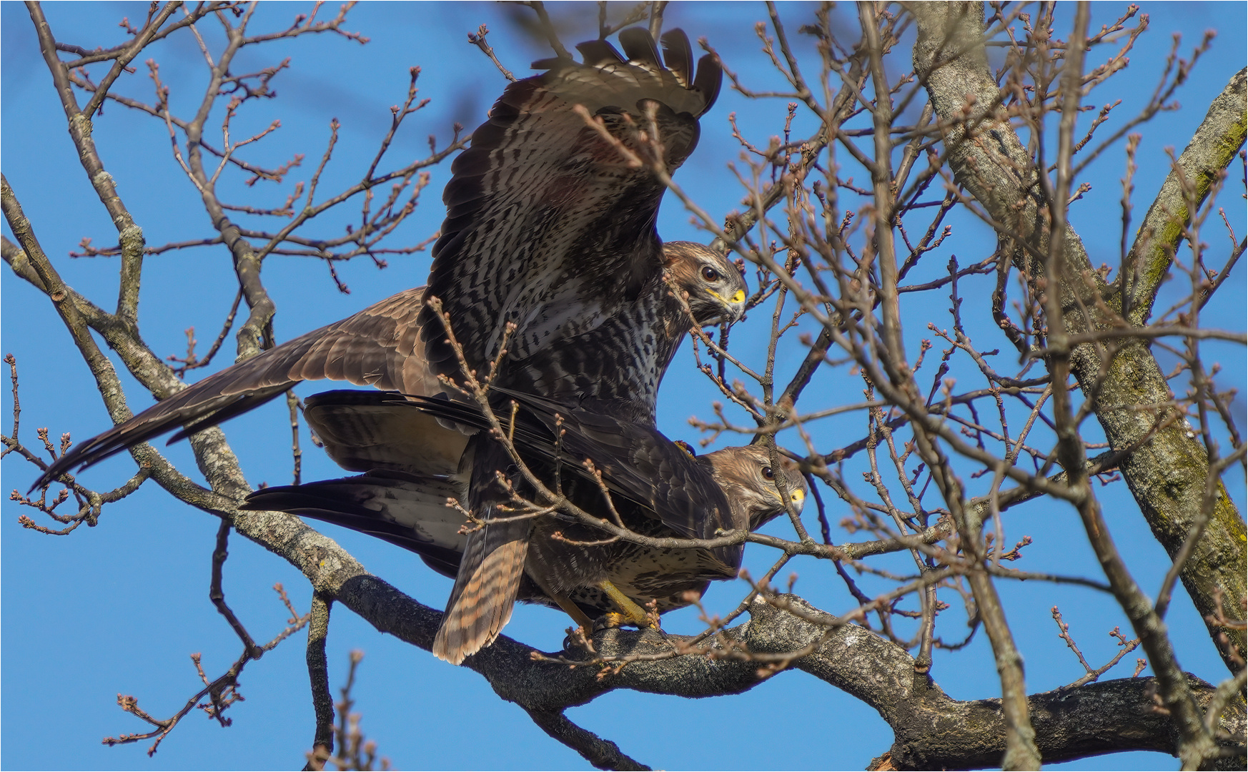 Bussard Kopulation