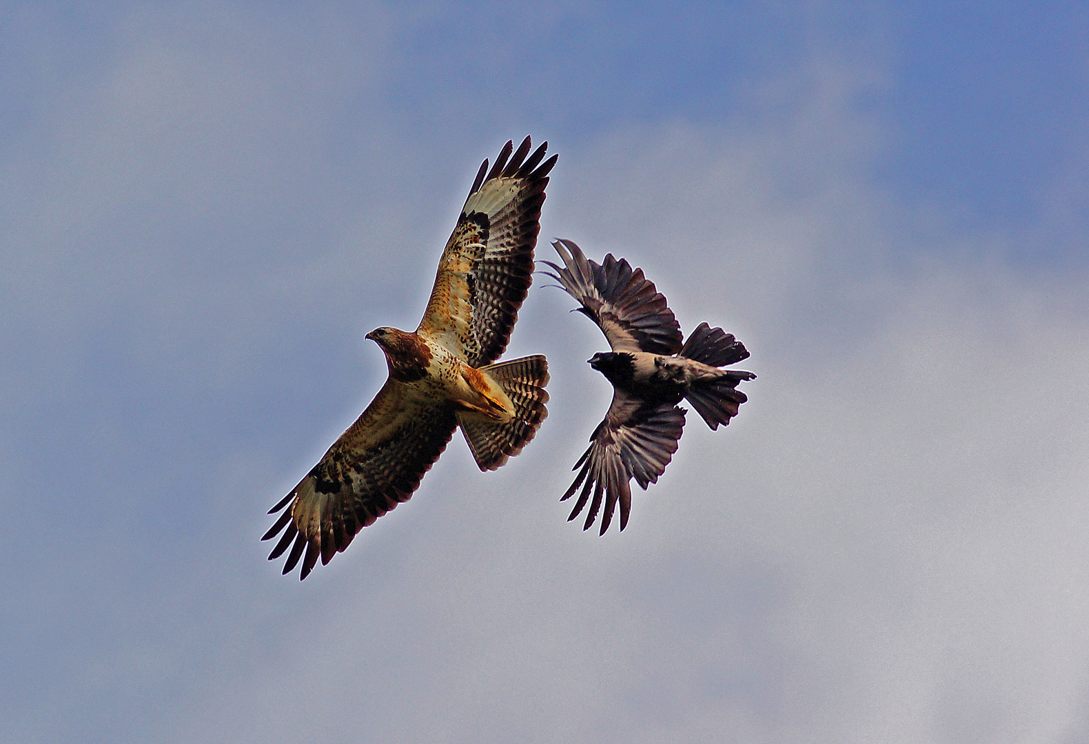 bussard krähe_bearbeitet-1neu