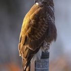 Bussard lässt sich die Morgesonne auf den Rücken scheinenn