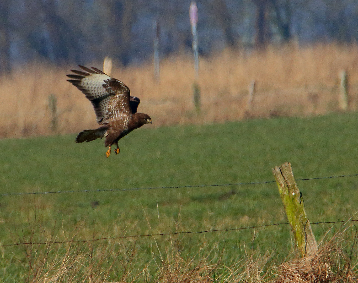 Bussard lässt sich nieder