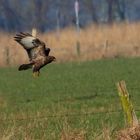 Bussard lässt sich nieder