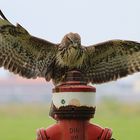 Bussard - Landeplatz