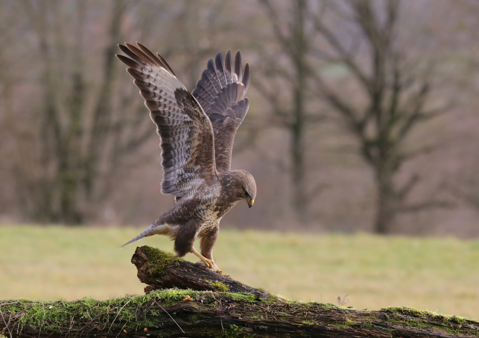 Bussard landet mit Beute.  