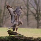 Bussard landet mit Beute.  