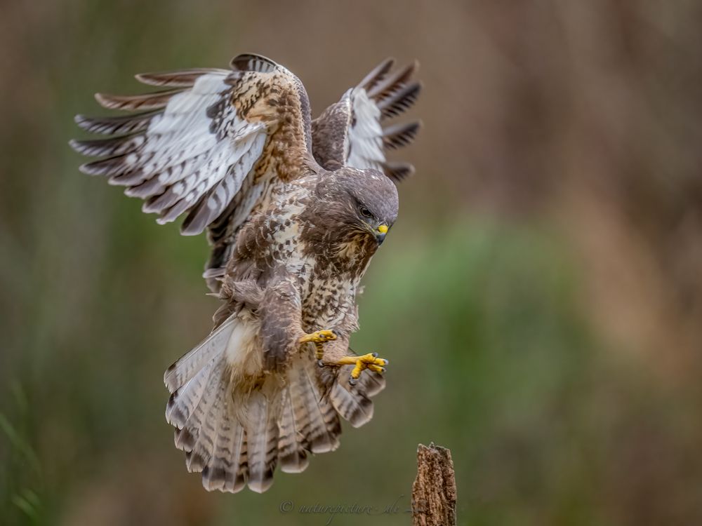 Bussard Landung