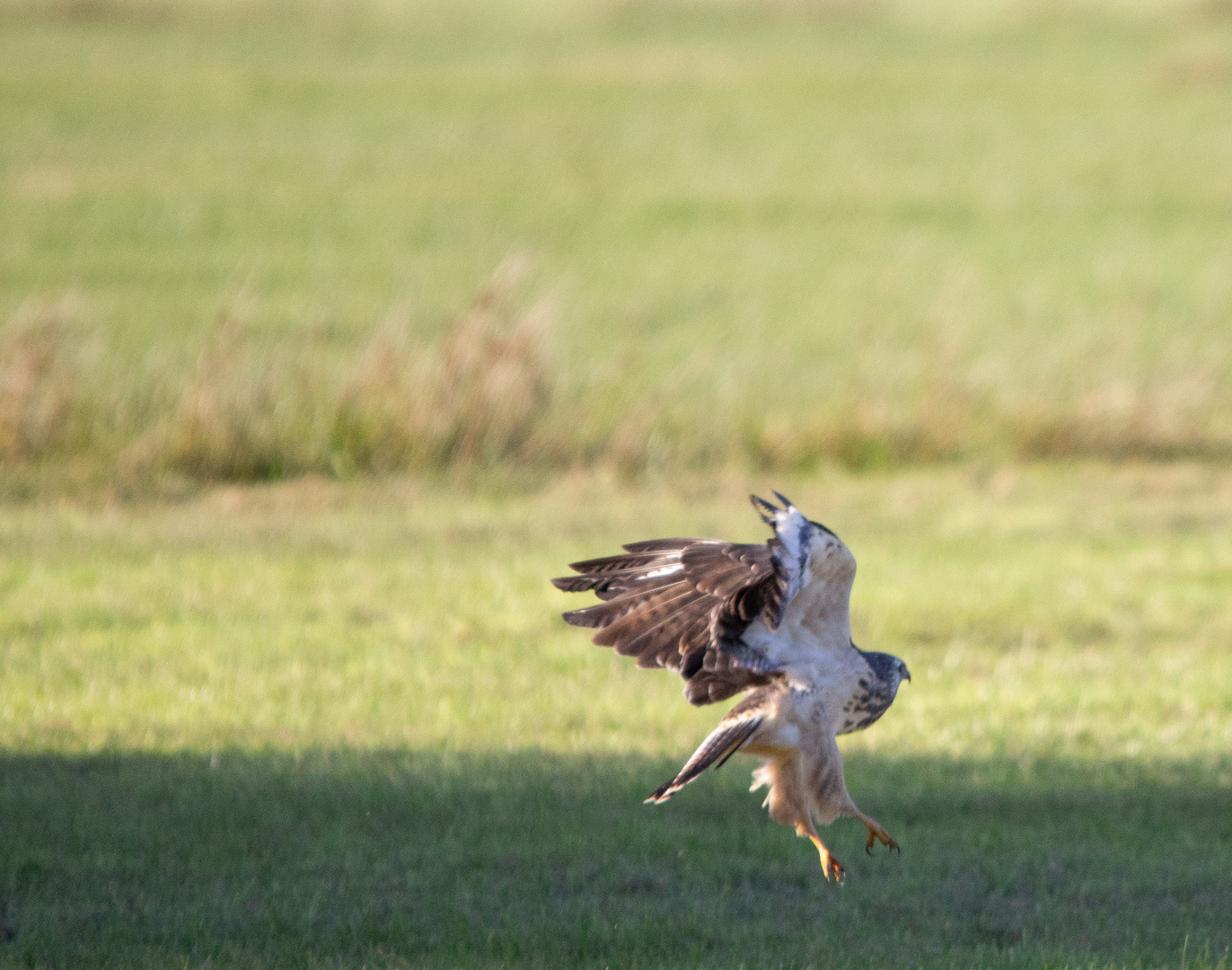 Bussard  leider nicht die beste Qualität 