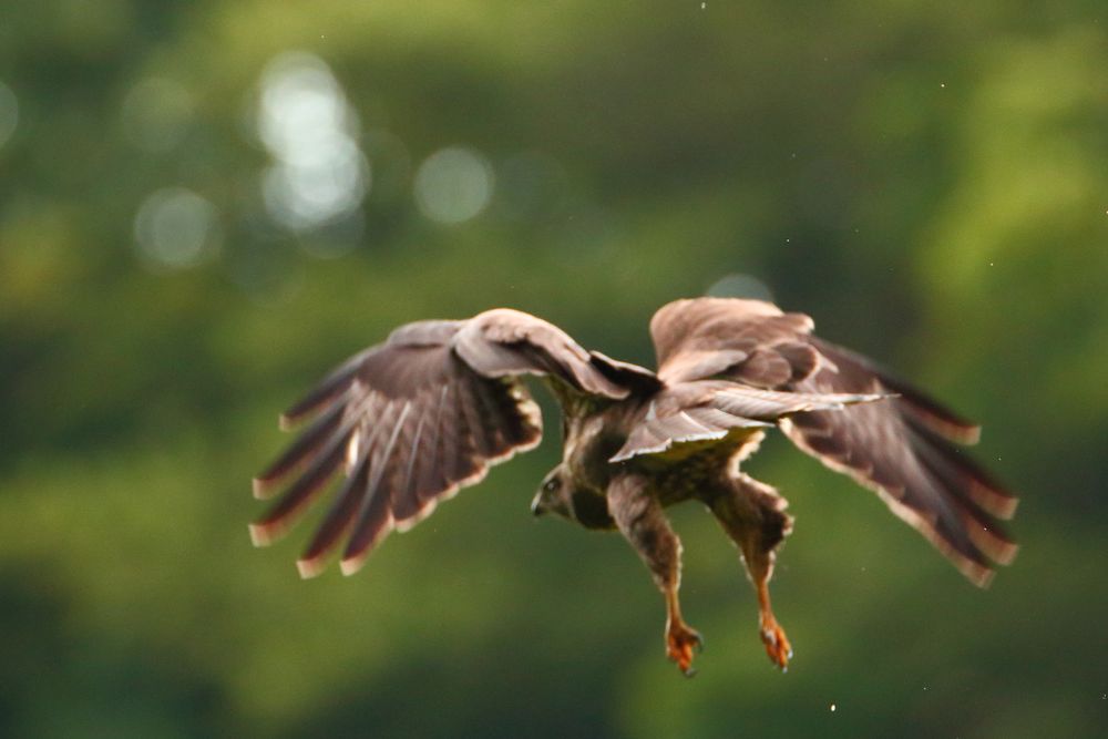 Bussard macht die Biege