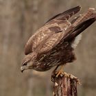 Bussard-März_Jagd