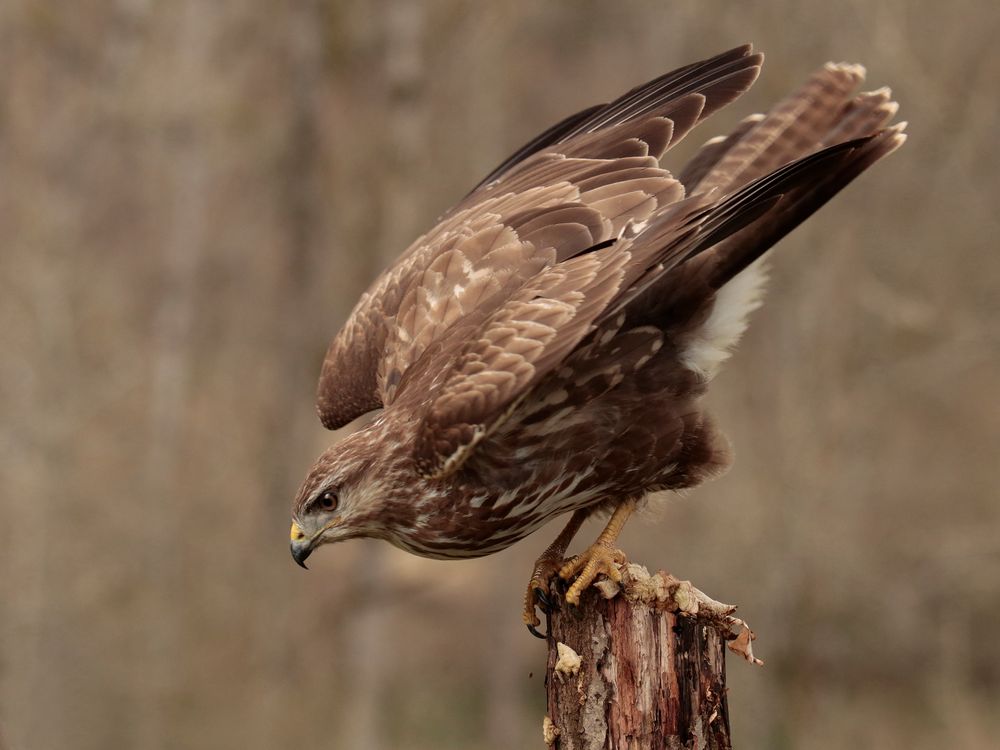 Bussard-März_Jagd