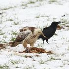 Bussard mit Atzung gegen eine Krähe