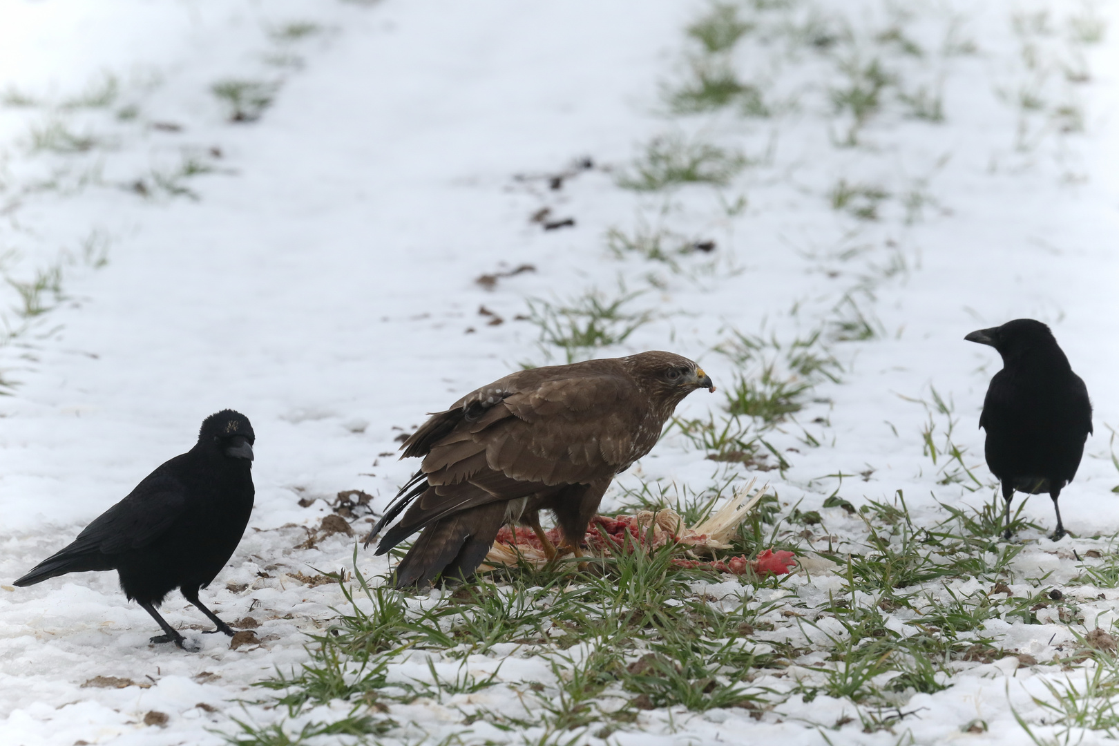 Bussard mit Atzung gegen zwei Krähen