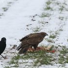 Bussard mit Atzung gegen zwei Krähen