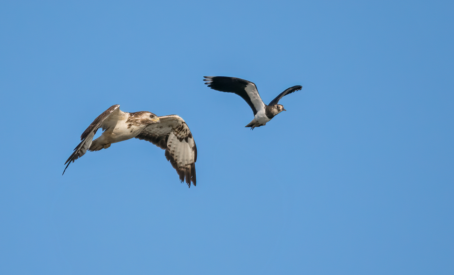 "BUSSARD MIT AUFPASSER"