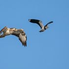 "BUSSARD MIT AUFPASSER"