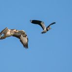 "BUSSARD MIT AUFPASSER"